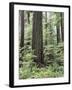 Vancouver Island, Old Growth Douglas Fir in Cathedral Grove-Christopher Talbot Frank-Framed Photographic Print