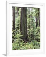 Vancouver Island, Old Growth Douglas Fir in Cathedral Grove-Christopher Talbot Frank-Framed Photographic Print