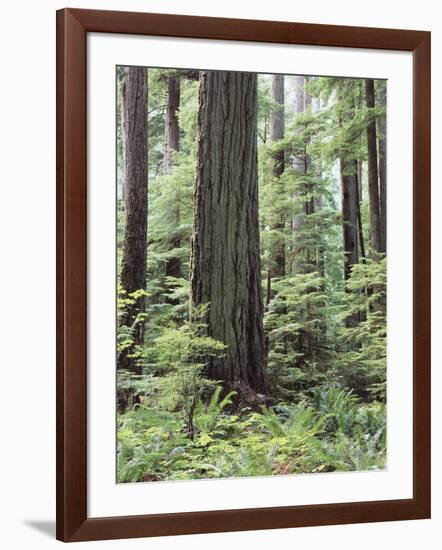 Vancouver Island, Old Growth Douglas Fir in Cathedral Grove-Christopher Talbot Frank-Framed Photographic Print