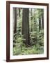 Vancouver Island, Old Growth Douglas Fir in Cathedral Grove-Christopher Talbot Frank-Framed Photographic Print