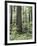 Vancouver Island, Old Growth Douglas Fir in Cathedral Grove-Christopher Talbot Frank-Framed Photographic Print