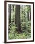 Vancouver Island, Old Growth Douglas Fir in Cathedral Grove-Christopher Talbot Frank-Framed Photographic Print