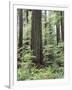 Vancouver Island, Old Growth Douglas Fir in Cathedral Grove-Christopher Talbot Frank-Framed Photographic Print