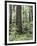 Vancouver Island, Old Growth Douglas Fir in Cathedral Grove-Christopher Talbot Frank-Framed Photographic Print