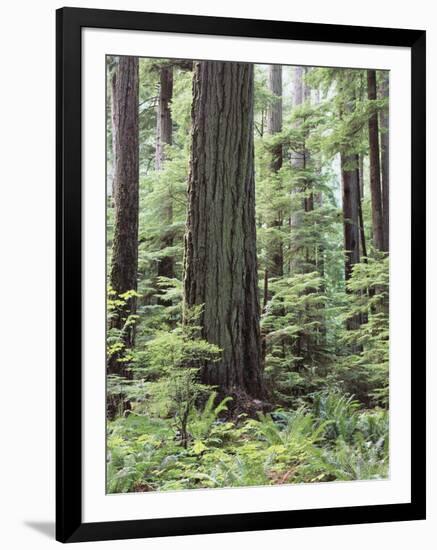 Vancouver Island, Old Growth Douglas Fir in Cathedral Grove-Christopher Talbot Frank-Framed Photographic Print