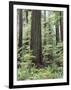 Vancouver Island, Old Growth Douglas Fir in Cathedral Grove-Christopher Talbot Frank-Framed Photographic Print