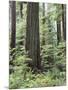 Vancouver Island, Old Growth Douglas Fir in Cathedral Grove-Christopher Talbot Frank-Mounted Photographic Print