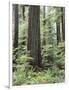 Vancouver Island, Old Growth Douglas Fir in Cathedral Grove-Christopher Talbot Frank-Framed Photographic Print