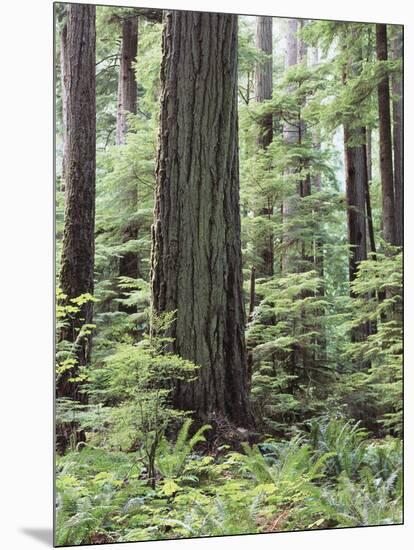 Vancouver Island, Old Growth Douglas Fir in Cathedral Grove-Christopher Talbot Frank-Mounted Photographic Print