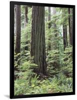 Vancouver Island, Old Growth Douglas Fir in Cathedral Grove-Christopher Talbot Frank-Framed Photographic Print