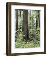 Vancouver Island, Old Growth Douglas Fir in Cathedral Grove-Christopher Talbot Frank-Framed Photographic Print