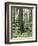 Vancouver Island, Old Growth Douglas Fir in Cathedral Grove-Christopher Talbot Frank-Framed Photographic Print