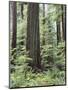 Vancouver Island, Old Growth Douglas Fir in Cathedral Grove-Christopher Talbot Frank-Mounted Photographic Print