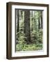 Vancouver Island, Old Growth Douglas Fir in Cathedral Grove-Christopher Talbot Frank-Framed Premium Photographic Print