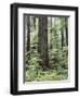 Vancouver Island, Old Growth Douglas Fir in Cathedral Grove-Christopher Talbot Frank-Framed Premium Photographic Print