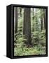 Vancouver Island, Old Growth Douglas Fir in Cathedral Grove-Christopher Talbot Frank-Framed Stretched Canvas