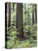 Vancouver Island, Old Growth Douglas Fir in Cathedral Grove-Christopher Talbot Frank-Stretched Canvas