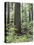 Vancouver Island, Old Growth Douglas Fir in Cathedral Grove-Christopher Talbot Frank-Stretched Canvas