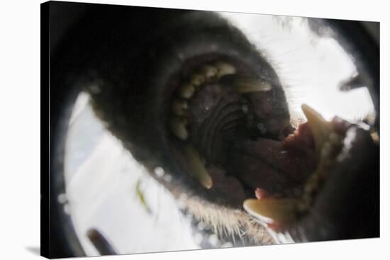 Vancouver Island Wolf (Canis Lupus Crassodon) Biting Camera In Protective Case-Bertie Gregory-Stretched Canvas