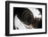 Vancouver Island Wolf (Canis Lupus Crassodon) Biting Camera In Protective Case-Bertie Gregory-Framed Photographic Print