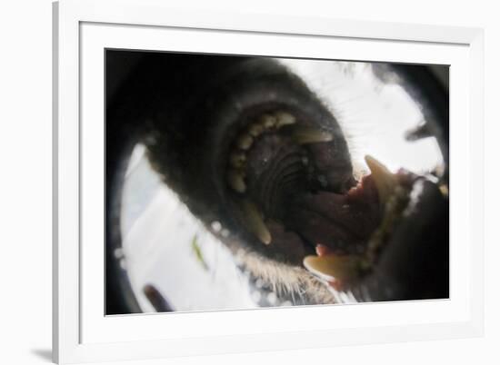 Vancouver Island Wolf (Canis Lupus Crassodon) Biting Camera In Protective Case-Bertie Gregory-Framed Photographic Print