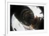 Vancouver Island Wolf (Canis Lupus Crassodon) Biting Camera In Protective Case-Bertie Gregory-Framed Photographic Print