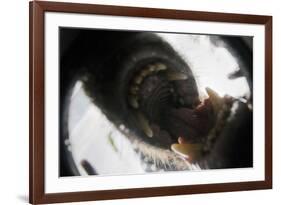 Vancouver Island Wolf (Canis Lupus Crassodon) Biting Camera In Protective Case-Bertie Gregory-Framed Photographic Print