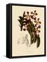 Vanda Insignis-John Nugent Fitch-Framed Stretched Canvas