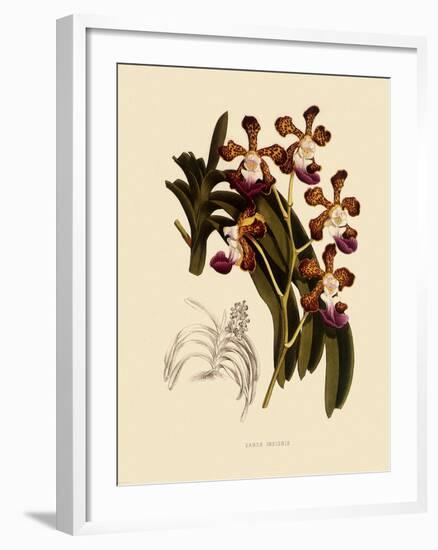 Vanda Insignis-John Nugent Fitch-Framed Giclee Print