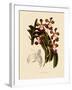Vanda Insignis-John Nugent Fitch-Framed Giclee Print