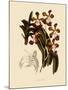 Vanda Insignis-John Nugent Fitch-Mounted Giclee Print