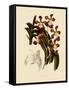 Vanda Insignis-John Nugent Fitch-Framed Stretched Canvas