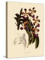 Vanda Insignis-John Nugent Fitch-Stretched Canvas