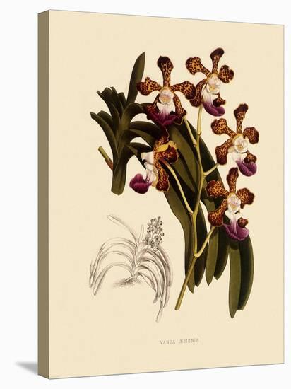 Vanda Insignis-John Nugent Fitch-Stretched Canvas