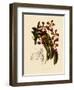 Vanda Insignis-John Nugent Fitch-Framed Giclee Print