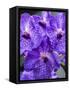 Vanda Manuvadee 'sky' orchid.-Julie Eggers-Framed Stretched Canvas