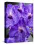 Vanda Manuvadee 'sky' orchid.-Julie Eggers-Stretched Canvas