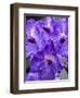 Vanda Manuvadee 'sky' orchid.-Julie Eggers-Framed Photographic Print