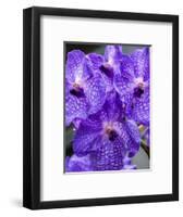 Vanda Manuvadee 'sky' orchid.-Julie Eggers-Framed Photographic Print