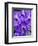 Vanda Manuvadee 'sky' orchid.-Julie Eggers-Framed Photographic Print