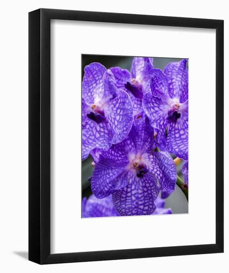 Vanda Manuvadee 'sky' orchid.-Julie Eggers-Framed Photographic Print