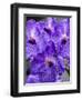 Vanda Manuvadee 'sky' orchid.-Julie Eggers-Framed Photographic Print