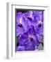 Vanda Manuvadee 'sky' orchid.-Julie Eggers-Framed Photographic Print