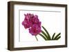 Vanda Robert's Delight1-Fabio Petroni-Framed Photographic Print