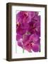 Vanda Robert's Delight-Fabio Petroni-Framed Photographic Print