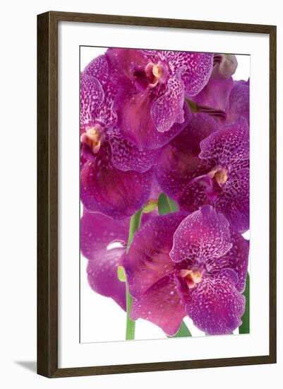 Vanda Robert's Delight-Fabio Petroni-Framed Photographic Print