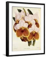 Vanda Sanderiana-John Nugent Fitch-Framed Giclee Print