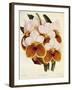 Vanda Sanderiana-John Nugent Fitch-Framed Giclee Print