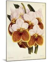 Vanda Sanderiana-John Nugent Fitch-Mounted Giclee Print