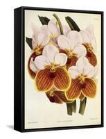 Vanda Sanderiana-John Nugent Fitch-Framed Stretched Canvas